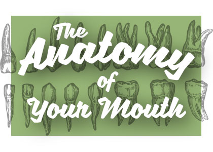Spring dentists at Spring Creek Dentistry share all about the anatomy of your mouth and how it works together for your benefit.